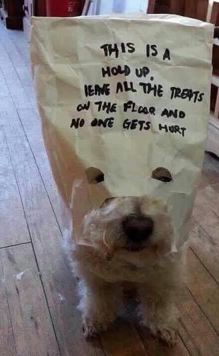 dog halloween holdup.jpg